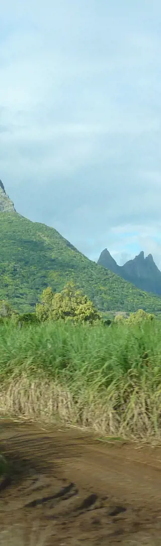 Zuckerrohrfelder auf Mauritius